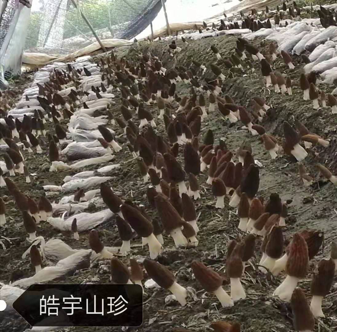 &#24320;&#20113;&#40;&#20013;&#22269;&#41;&#75;&#97;&#105;&#121;&#117;&#110;