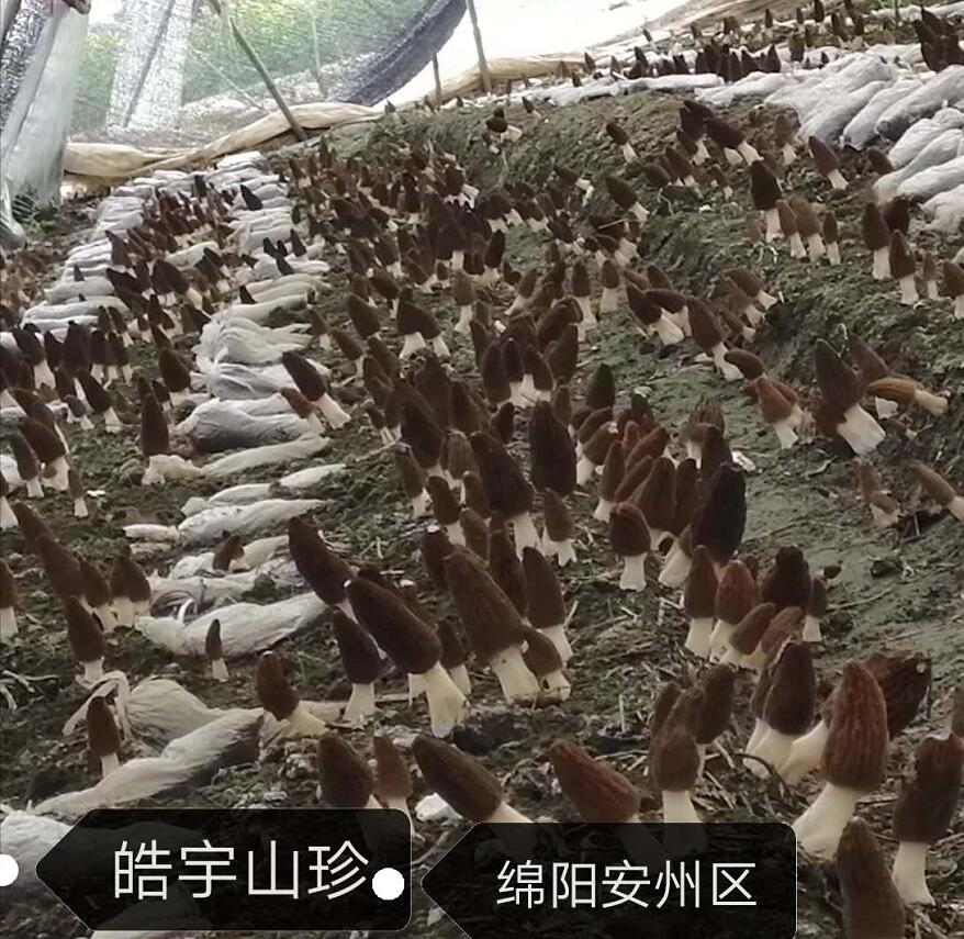 &#24320;&#20113;&#40;&#20013;&#22269;&#41;&#75;&#97;&#105;&#121;&#117;&#110;