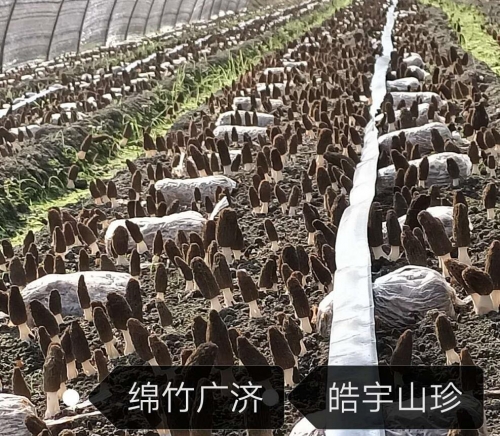 &#24320;&#20113;&#40;&#20013;&#22269;&#41;&#75;&#97;&#105;&#121;&#117;&#110;