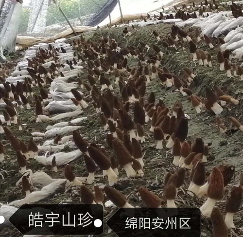 &#24320;&#20113;&#40;&#20013;&#22269;&#41;&#75;&#97;&#105;&#121;&#117;&#110;